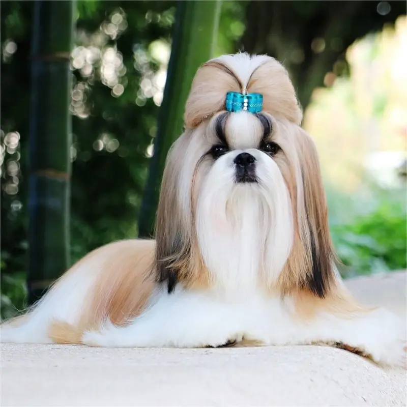 ShihTzu