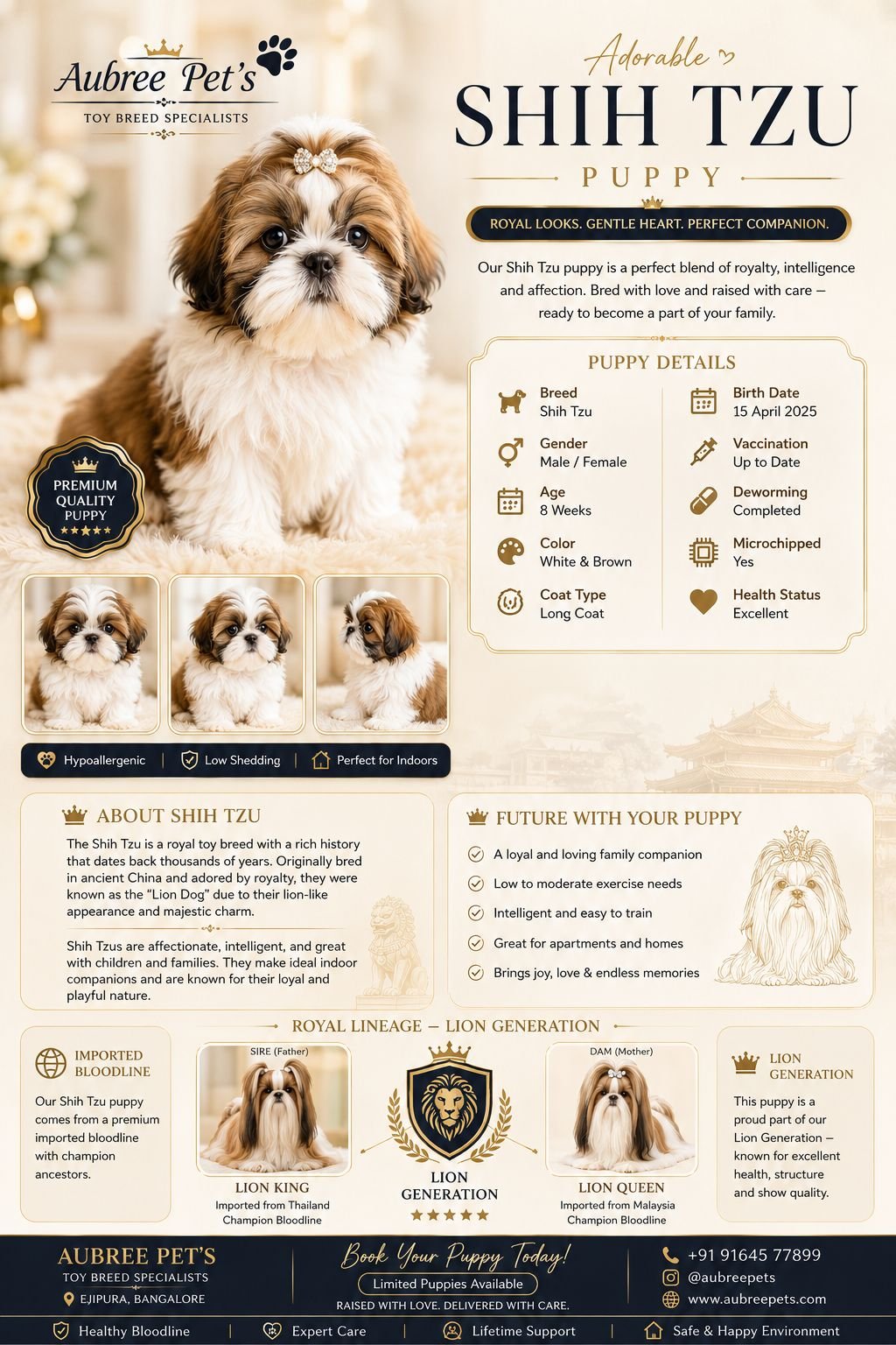 Shih Tzu from the Aubree Pets photo collection