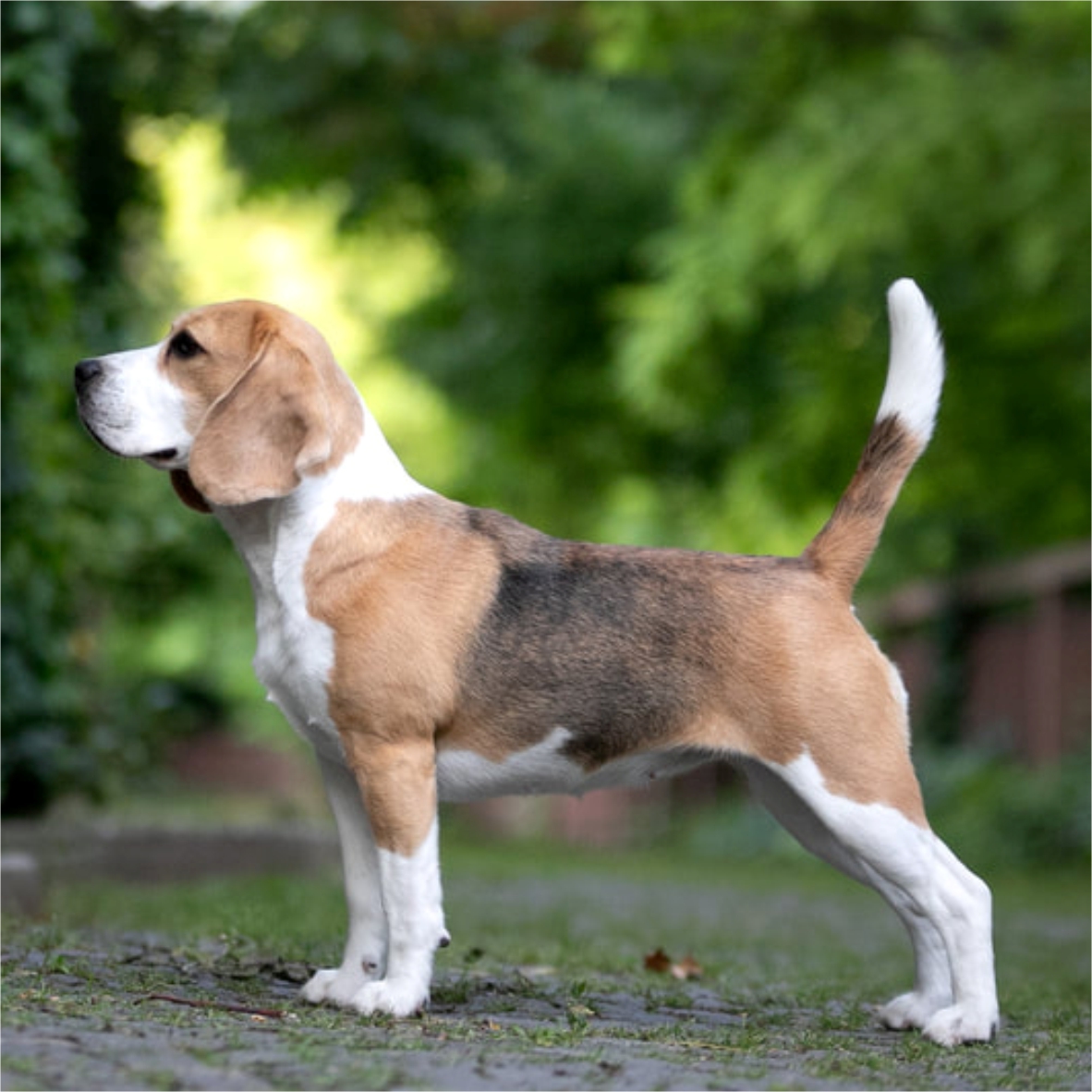 Beagle standing outdoors